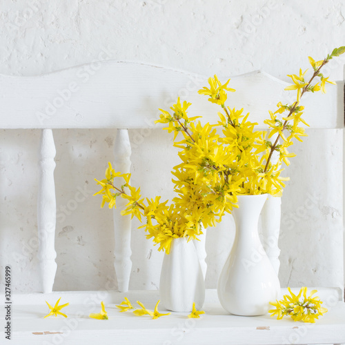 forsythia  in vase on white background photo