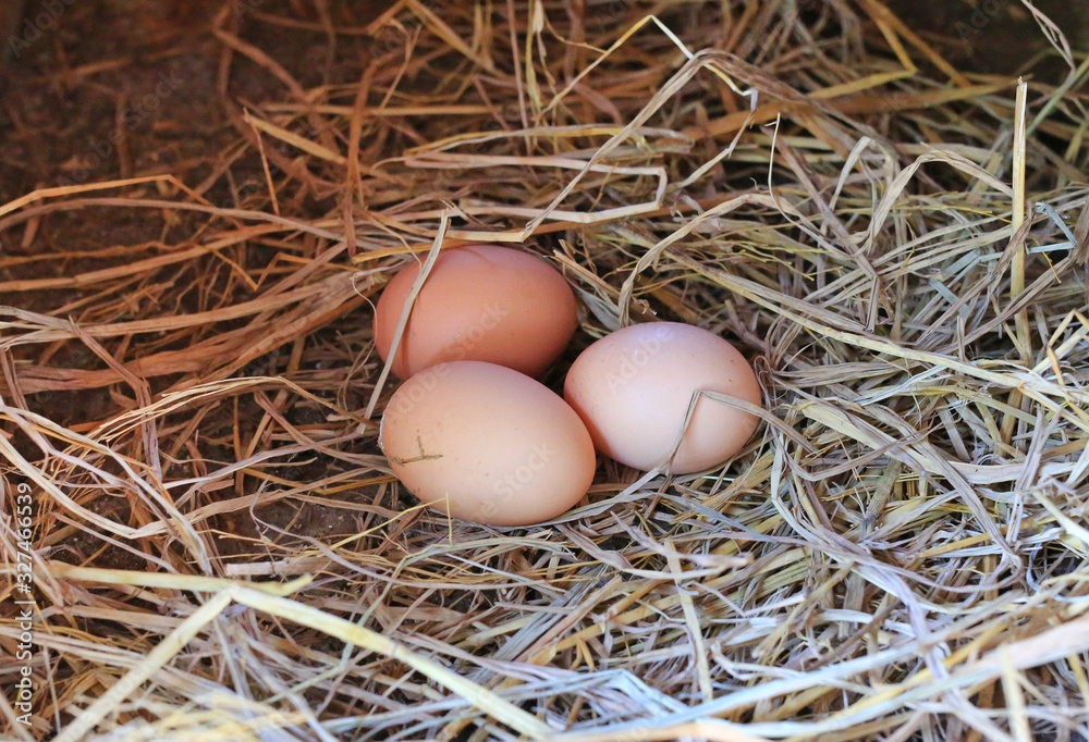 Three eggs lie on the background of hay
