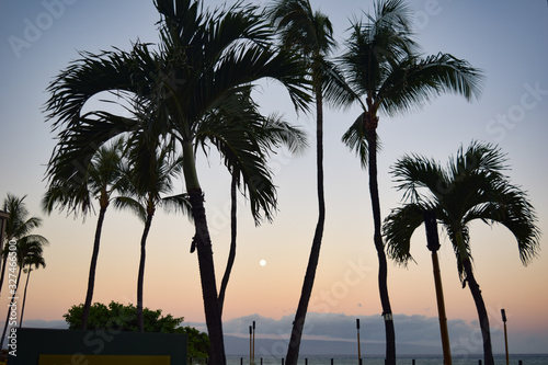 Hawaii Palms