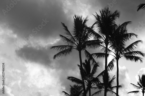 Hawaii Palms