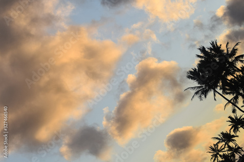 Hawaii Palms