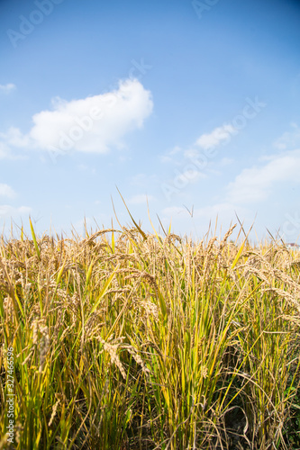 Rice harvest under blue sky and white clouds