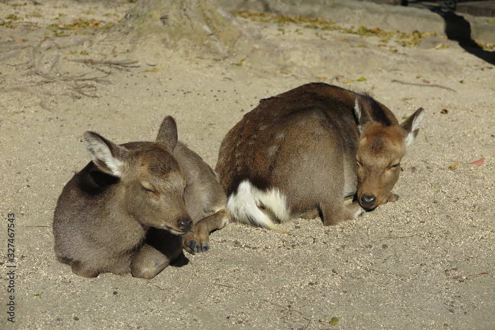 Fototapeta premium Miyajima