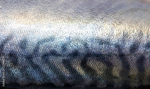 Photography Saba skin fish background and texture.