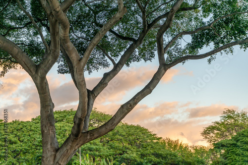A beautiful tree in Honolulu, Hawaii, with limbs extending into the sky and a sunset beyond.