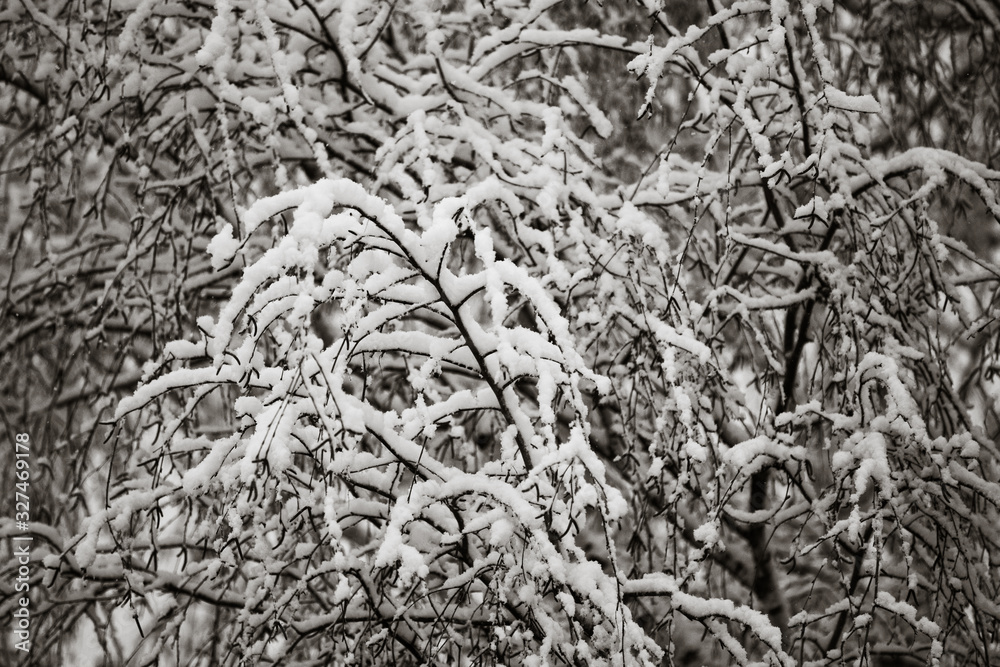 Schnee auf dem Baum
