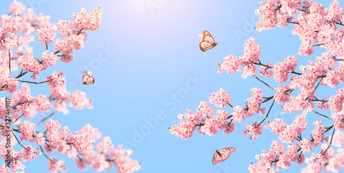 Branch of the blossoming sakura and three butterflies