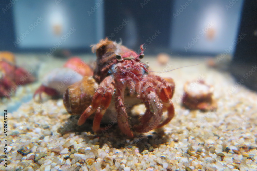 Hermit crab on aquarium