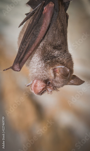 Least Horseshoe Bat, Rhinolophus pusillus.