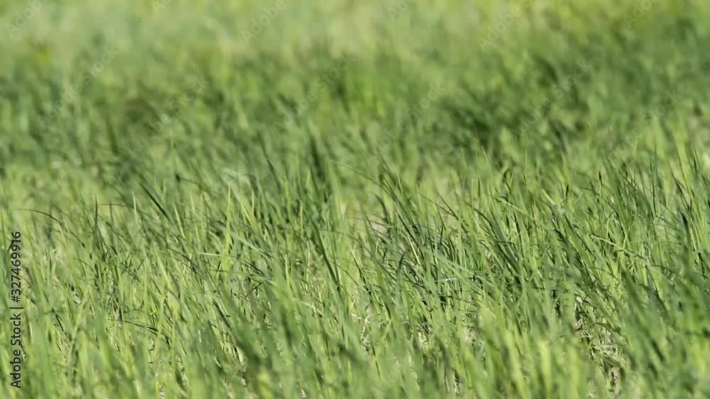 Sedge (Carex) in Kopacki rit, Croatia