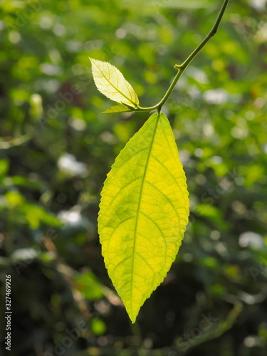 Close-up Green leaves of Khoi (Streblus asper) with nature blurred background, other names include streblus asper, siamese rough bush, serut and toothbrush tree. photo