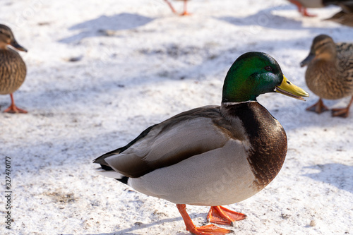 Mallard duck with a green head in the snow