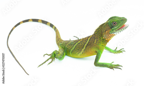 Green lizards.Chinese water dragon.