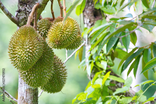 Durians on the durian tree.