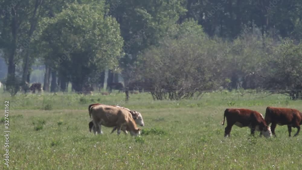 Cattle grazing in Kopacki rit, Croatia Cattle grazing in Kopacki rit, Croatia