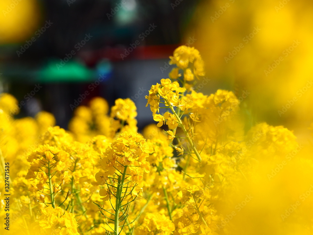 Obraz premium セイヨウアブラナ