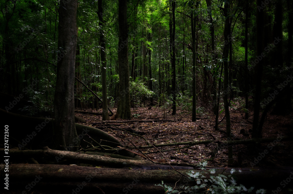 Foto Stock Dimly lit rainforest green landscape | Adobe Stock