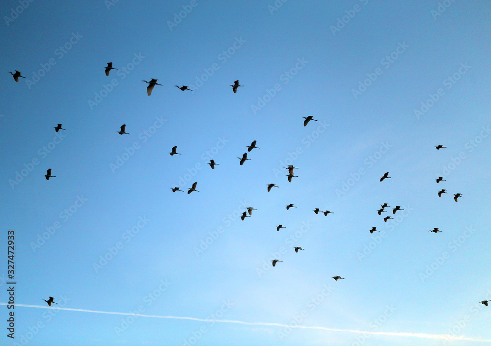 Photo of a beautiful flock of herons Photo of a beautiful flock of herons