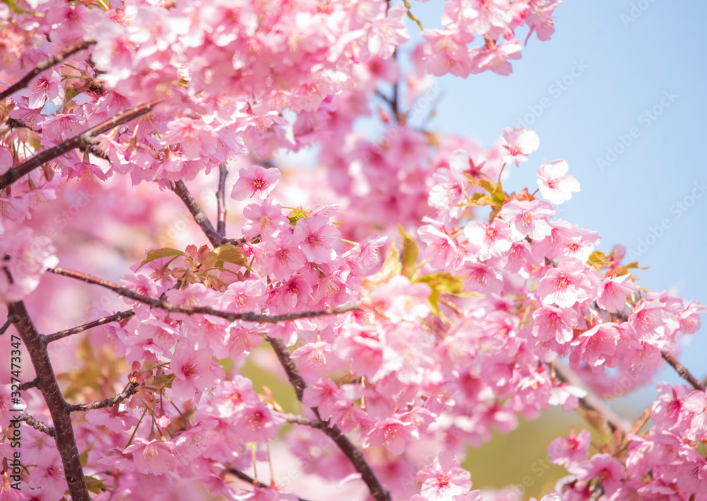 Cherry blossoms　　birds　Japanese White-eye