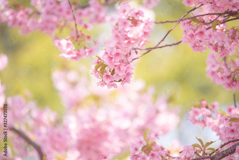 Naklejka premium Cherry blossoms birds Japanese White-eye