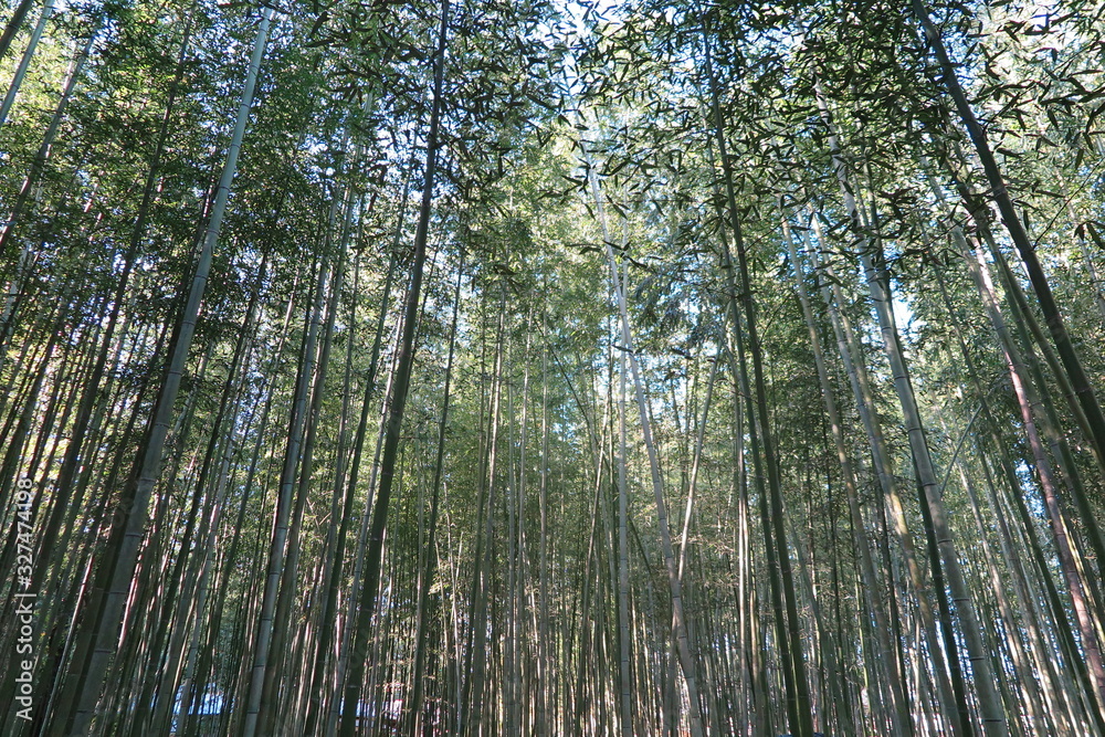 Fototapeta premium Kyoto