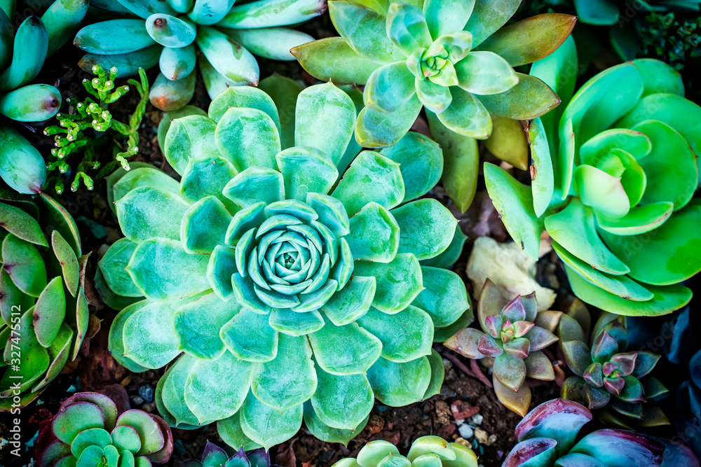 Miniature succulent plants (succulent cactus) at the garden Miniature succulent plants (succulent cactus) at the garden