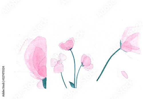 Transparent pink flowers on white background