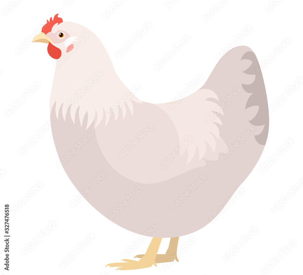 Chicken isolated on white background, vector illustration of white chicken hen, side view