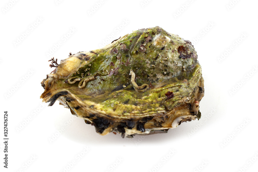 Oyster Oyster