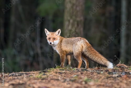 Red Fox. The species has a long history of association with humans.The red fox is one of the most important furbearing animals harvested for the fur trade. Largest of the true foxes © vaclav