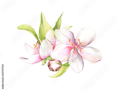 Watercolor hand painted white cherry blossoms bouquet. Isolated floral arrangement illustration.