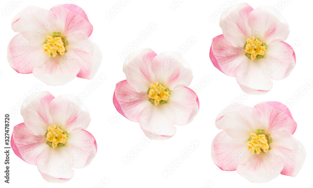apple tree flowers isolated apple tree flowers isolated