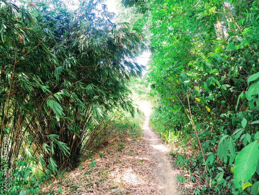 path in forest path in forest