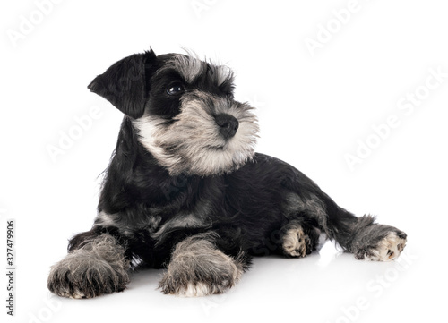 Fotomural miniature schnauzer in studio