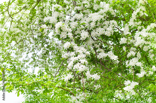 White blooming flowers on apple tree branches close up, fresh green leaves blurred background, beautiful spring cherry blossom backdrop, sakura in bloom, springtime nature, flowering orchard garden © Vera NewSib