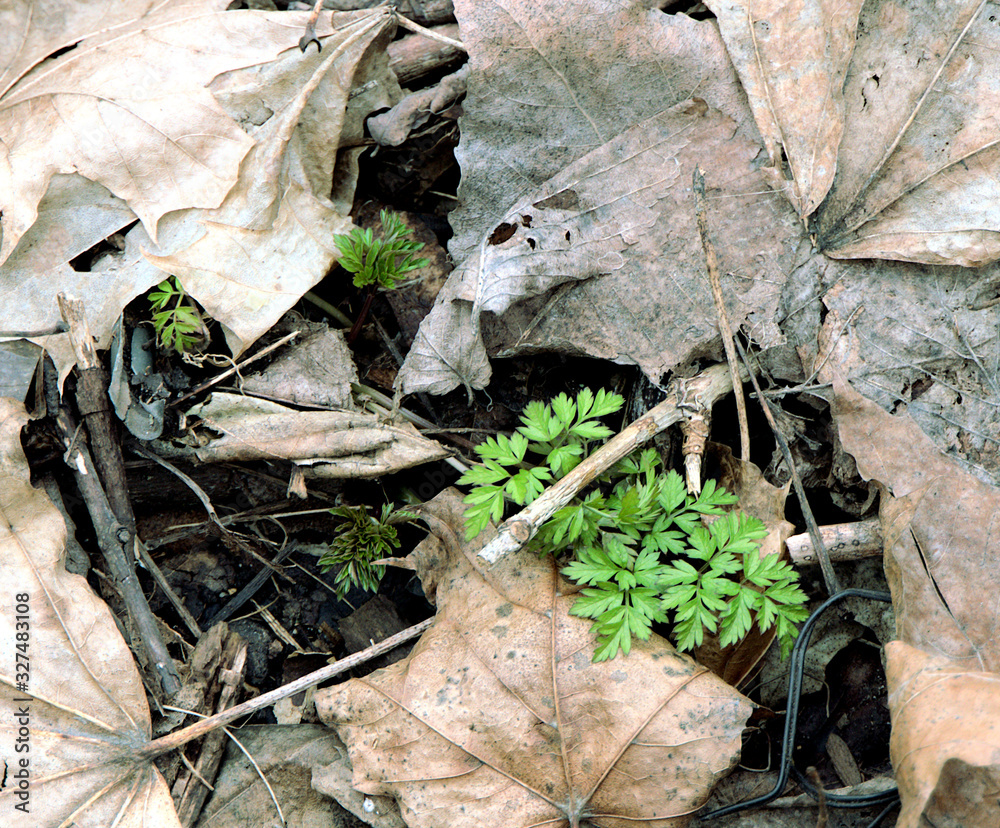 Naklejka premium Green grass and plants make their way through old withered and dry leaves.