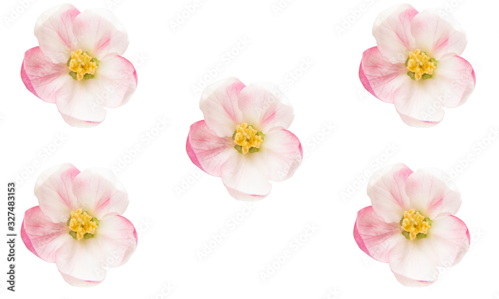 apple tree flowers isolated apple tree flowers isolated