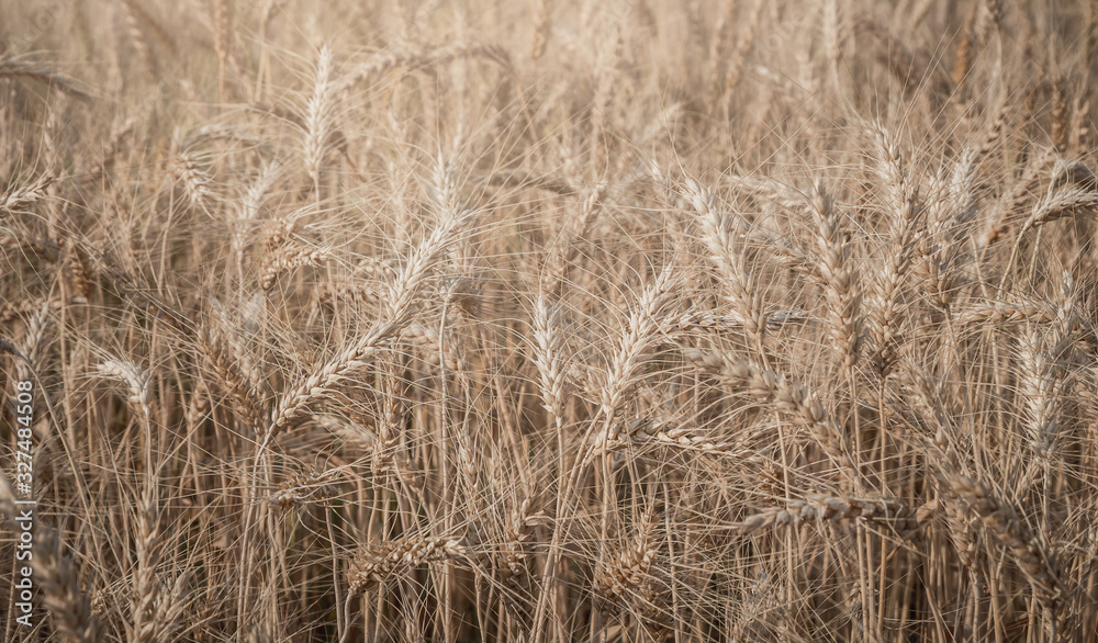 Fototapeta premium Evening light fields of barley