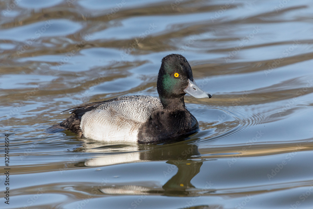 Obraz premium male Lesser scaup duck