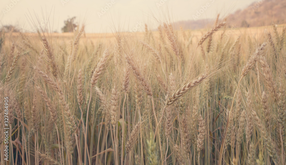 Evening light fields of barley