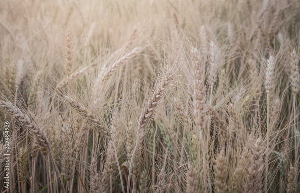 Evening light fields of barley Evening light fields of barley
