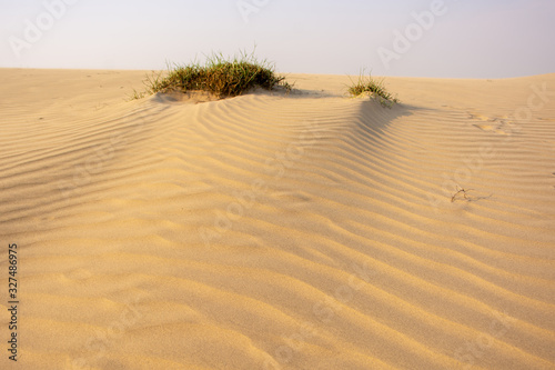 Sand dunes in the Thar desert