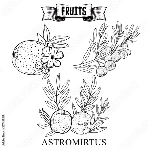Doodle botanical hand drawn botanical vector illustration of isolated fruit. Austromyrtus dulcis, the midgen berry or midyim. Detailed food product collection for cosmetics and perfume design.