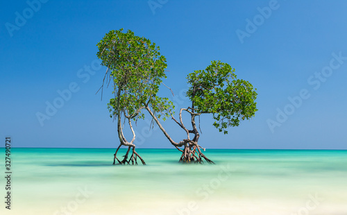 Beautiful and colorful long exposure of Mangrove trees standing in the sea at Havelock Island in the Andaman and Nicobar Islands, India during high tide.  photo