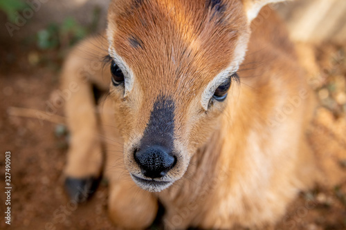 Steenbok baby close-up