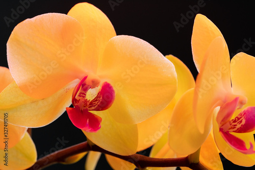 Still life with beautiful orchid flowers on black background close up