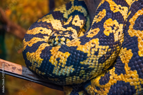 Carpet python with yellow-black colors, close-up view.