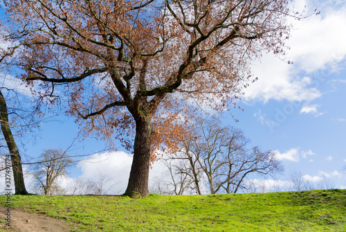 Landscape with a tree on a lawn in wintertime 