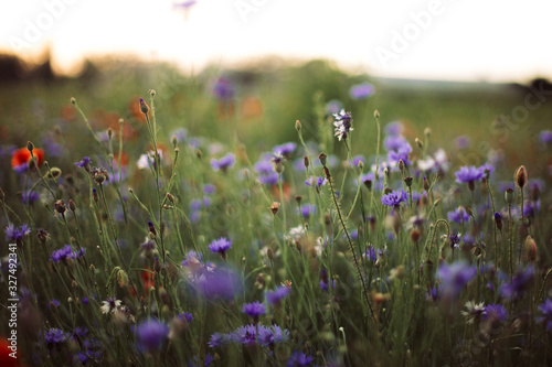 фотографія Cornflowers and green grass in sunset light in summer meadow, selective focus