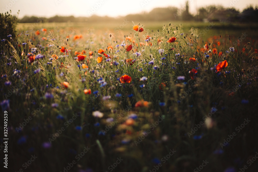 Poppy and cornflowers in sunset light in summer meadow. Atmospheric beautiful moment. Copy space. Wildflowers in warm light, flowers in countryside. Rural simple life